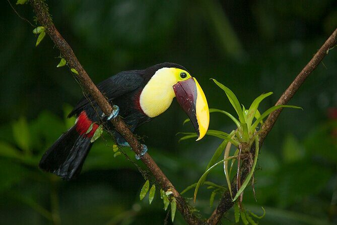 Punta Uva : Private Kayak, Wildlife & Tropical Fruit Experience - Experience the Quiet Magic of Punta Uva with a Private Kayak, Wildlife & Tropical Fruit Tour