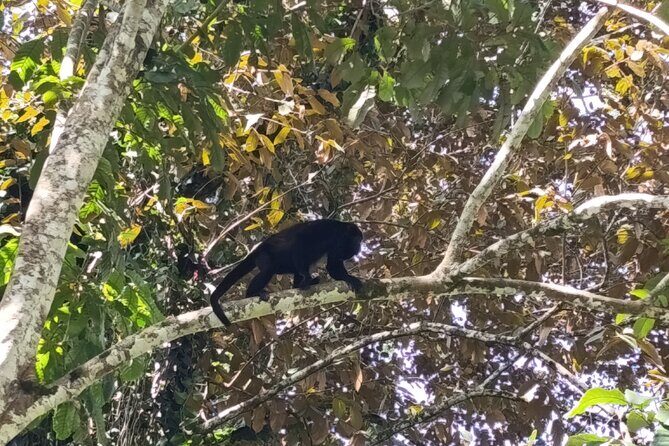 Punta Uva : Private Kayak, Wildlife & Tropical Fruit Experience - Potential Drawbacks and Considerations