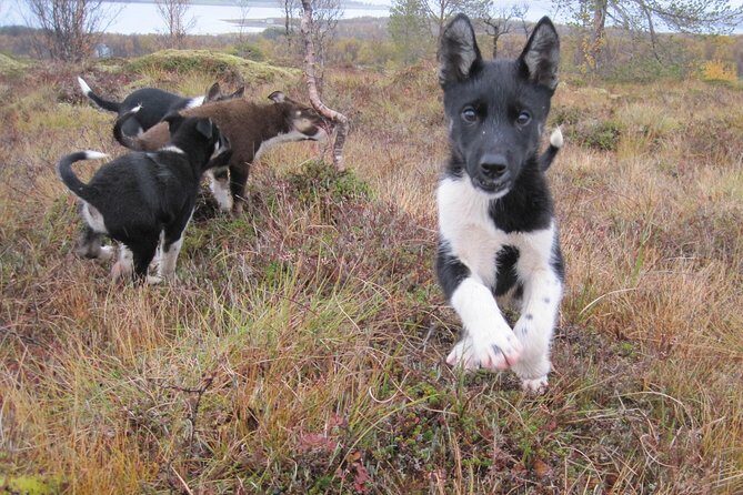 Puppy Training Experience at a Husky Farm in Tromso - What We Love About This Tour