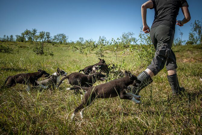 Puppy Training Experience at a Husky Farm in Tromso - FAQ