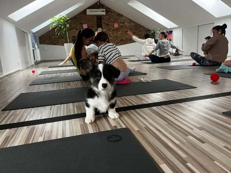 Puppy Yoga in Riga - A Closer Look at Puppy Yoga in Riga