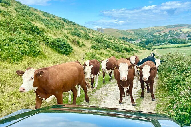 PURBECK HILLS & JURASSIC COAST - PRIVATE - 4x4 LAND ROVER SAFARI - A Detailed Look at the Purbeck Hills & Jurassic Coast Safari