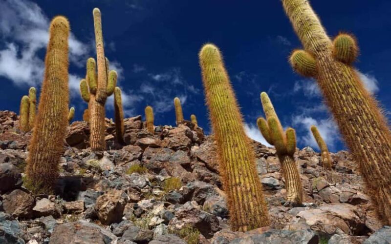 Purilibre: Trekking with Ancient Cacti and Medicinal Waters - An Authentic Chilean Outback Experience