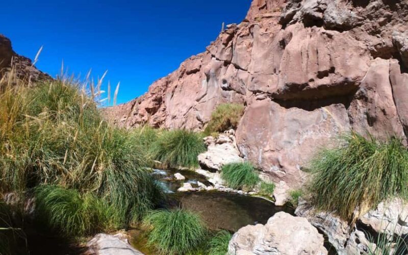 Purilibre: Trekking with Ancient Cacti and Medicinal Waters - Who Will Love This Tour?