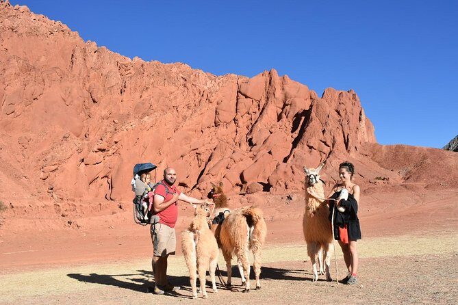 Purmamarca Walk with Llamas - A Detailed Look at the Purmamarca Llama Walk