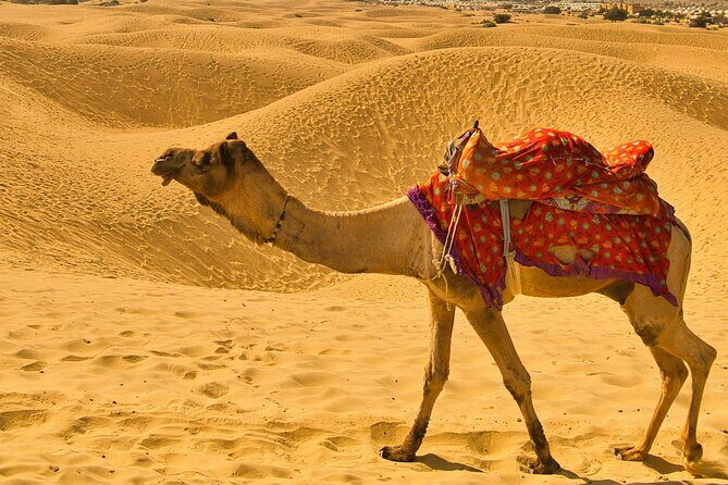 Pushkar Camel Safari Adventure - FAQ