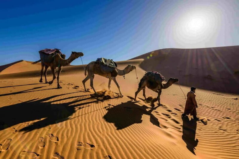 Pushkar: Camel Sunset Safari Adventure - An In-Depth Look at the Pushkar Camel Sunset Safari