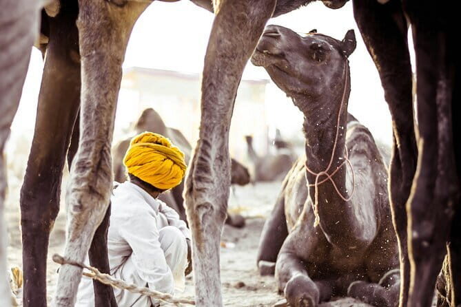Pushkar: Private Guided day tour From Jaipur - A Detailed Look at the Pushkar Day Tour
