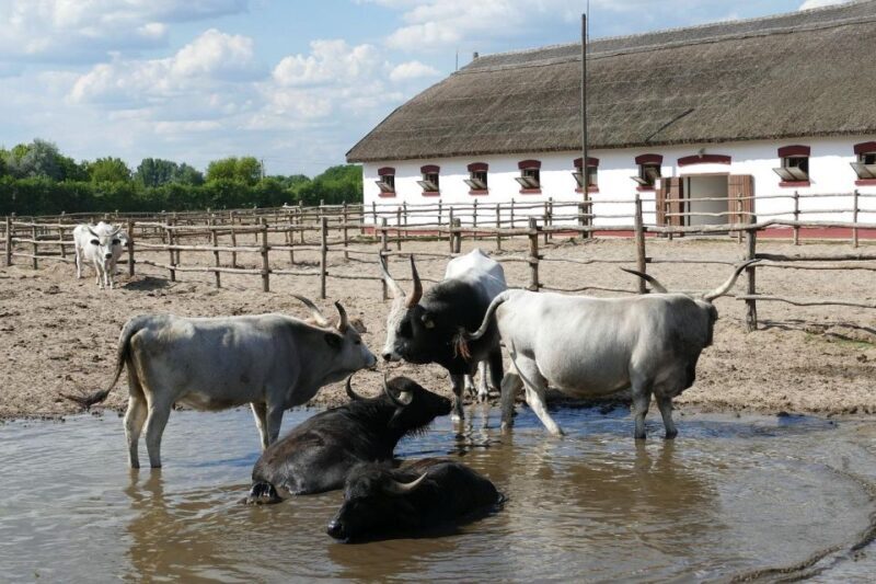 Puszta Tour and Horse Show - Frequently Asked Questions