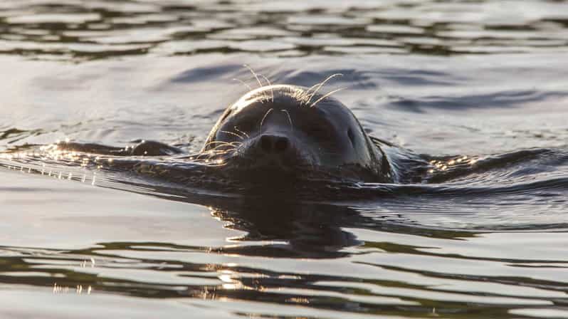 Puumala: Lake Saimaa Seal Watching Cruise - An In-Depth Look at the Lake Saimaa Seal Watching Cruise