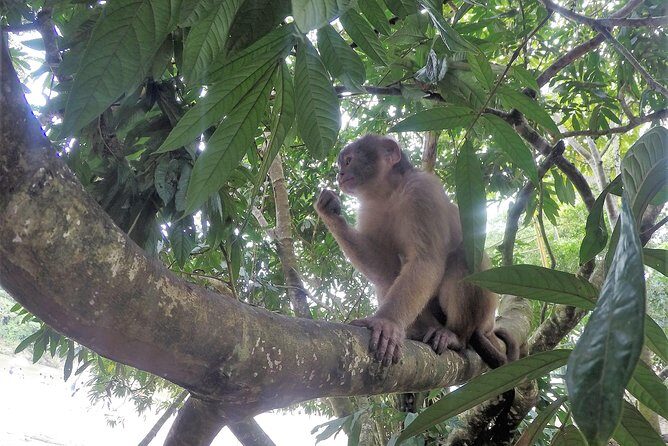 Puyo Jungle1 day. - An In-Depth Look at the Puyo Jungle Day Trip