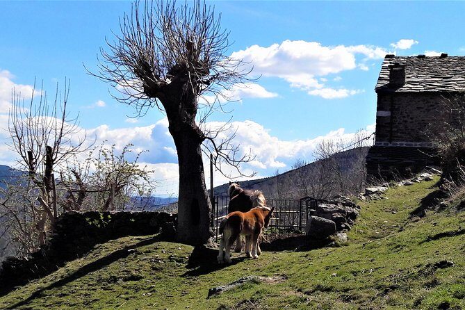 Pyrenees Private Tour from Barcelona with Easy Hike & Cogwheel Train - Final Thoughts: Is This Tour Right for You?
