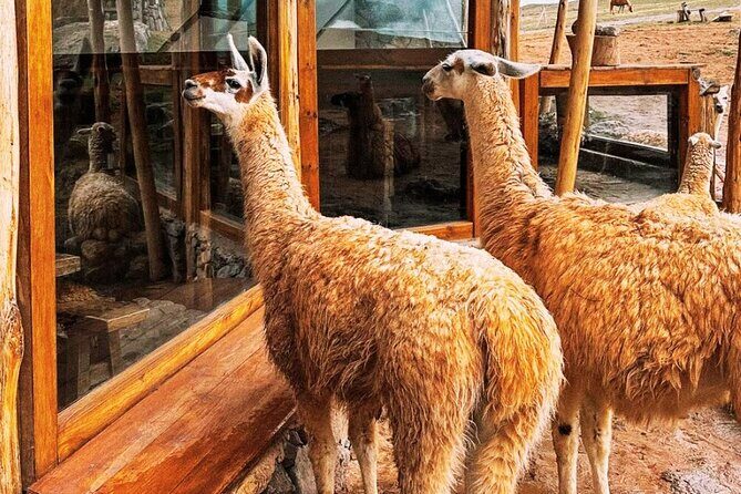 Quad bikes in Moray and Salineras and Picnic with llamas - Moray: A Masterpiece of Inca Agriculture