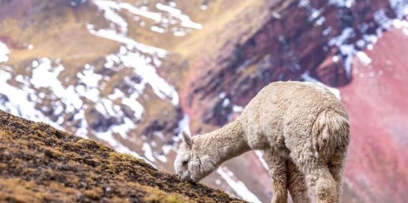 Quad biking excursion to Rainbow Mountain. - Frequently Asked Questions