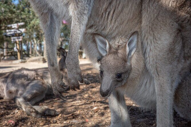 Quad Biking, Koalas and Kangaroos - Private Tour - Practical Details and What You’ll Appreciate