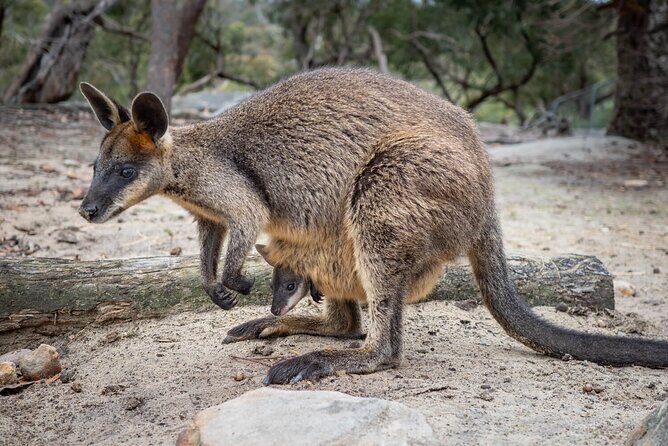 Quad Biking, Koalas and Kangaroos - Private Tour - FAQ
