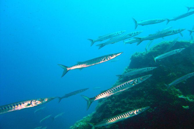 Qualified Diver 1 Tank Dive in Mykonos - Discover the Underwater World of Mykonos with a Qualified 1 Tank Dive