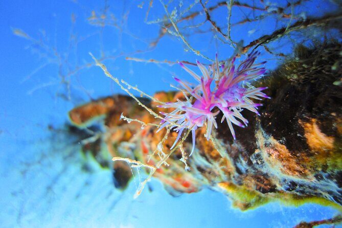 Qualified Diver 1 Tank Dive in Mykonos - FAQ