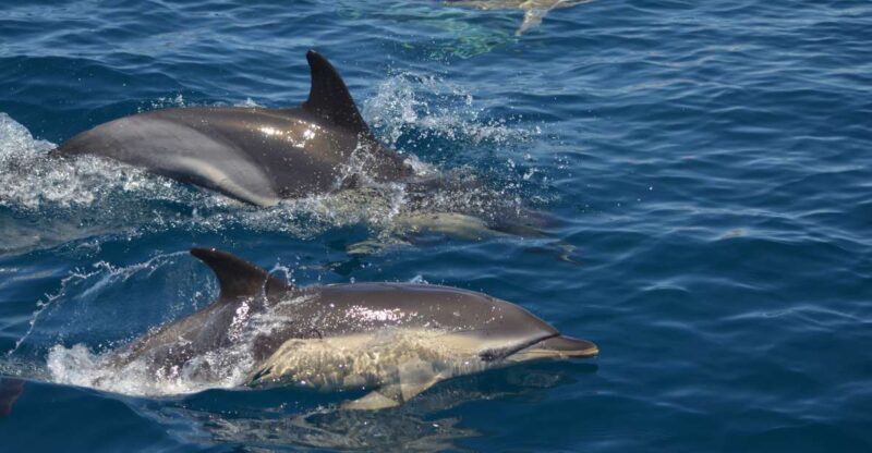 Quarteira: Algarve Coast, Caves and Dolphin Watching Cruise - Key Points