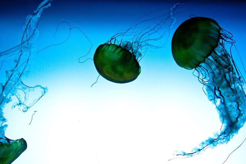 Quebec: Aquarium du Quebec Entry Ticket - What Makes the Aquarium Special?