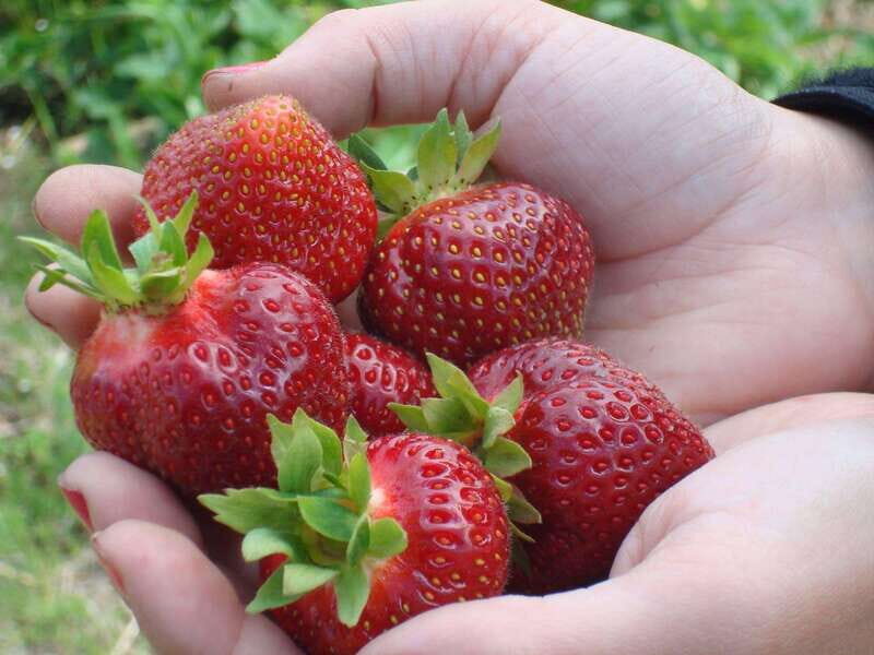 Quebec City - Agricultural Walking Tour on Ile d'Orléans - Who Should Consider This Tour?