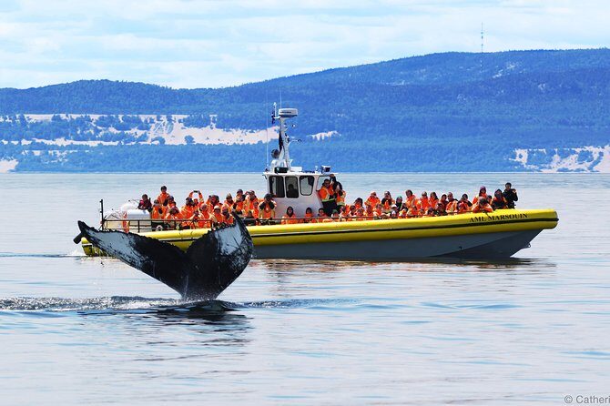 Québec City: Whale Watching Tour with Bus Transportation - Key Points