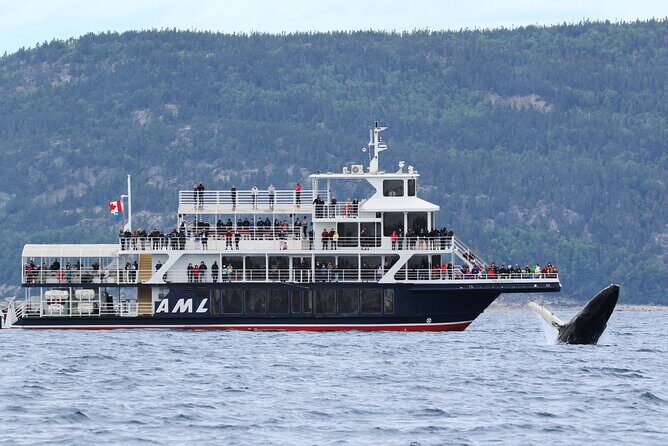Québec City: Whale Watching Tour with Bus Transportation - The Comprehensive Review