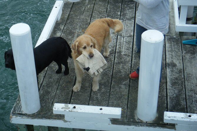 Queen Charlotte Sound Mail Boat Cruise - Practical Tips for Travelers