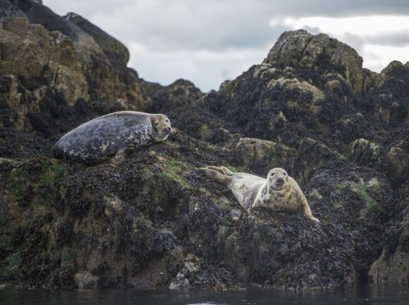 Queensferry: Sightseeing Cruise to Inchcolm Island - FAQ