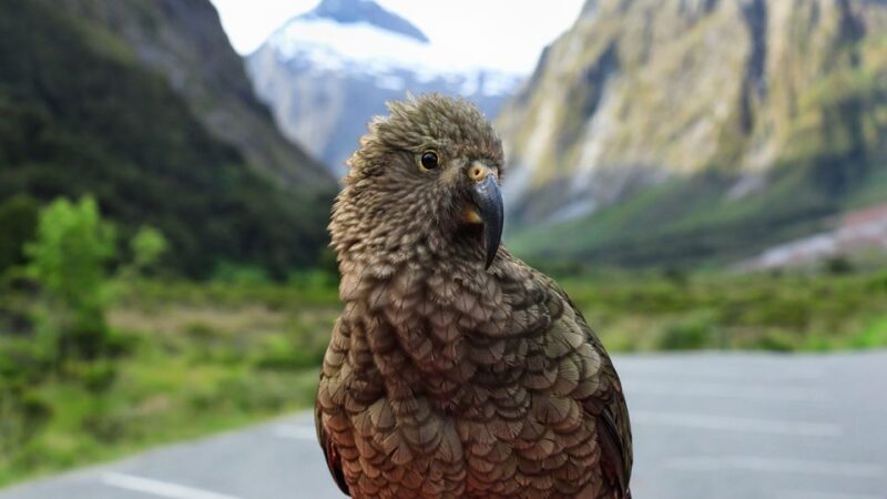 Queenstown: Milford Sound Small-Group Tour w Cruise & Lunch - Queenstown: Milford Sound Small-Group Tour w Cruise & Lunch