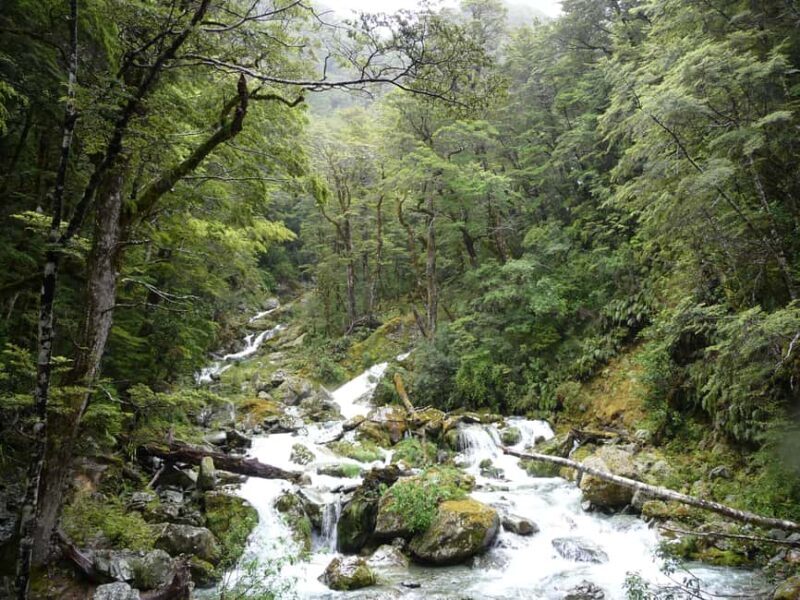 Queenstown: Routeburn Track Guided Full-Day Walk or Half Day - The Half-Day Option: A Taste of the Wilderness