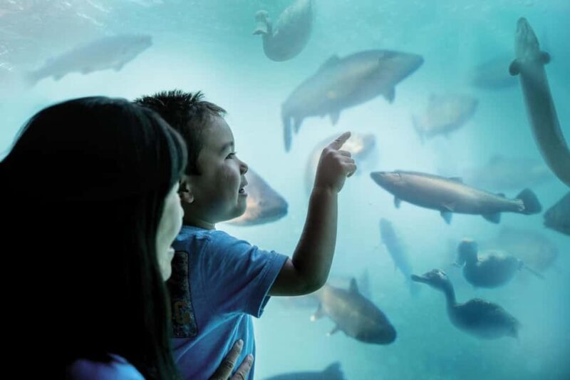 Queenstown: Underwater Theatre Experience Entry Ticket - A Detailed Look at the Queenstown Underwater Theatre Experience