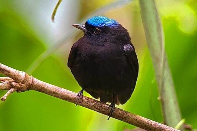 Quepos Manuel Antonio Park Nature Guided Tour - Key Points