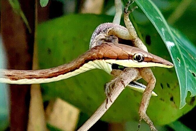 Quepos Manuel Antonio Park Nature Guided Tour - FAQ