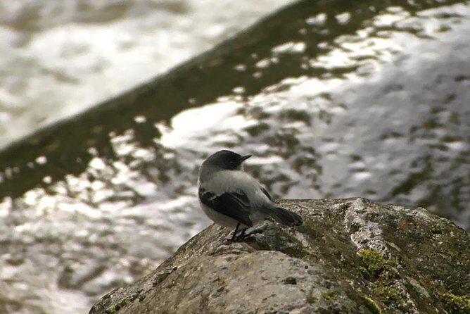Quetzal Birdwatching Experience at San Gerardo De Dota Group Tour. - Key Points