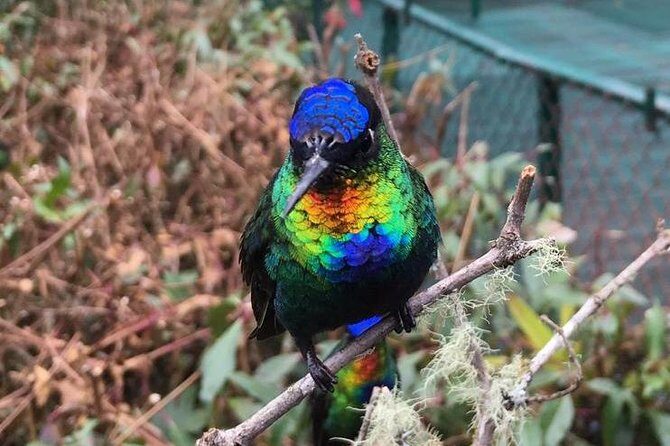 Quetzal Birdwatching Experience at San Gerardo De Dota Group Tour. - Frequently Asked Questions