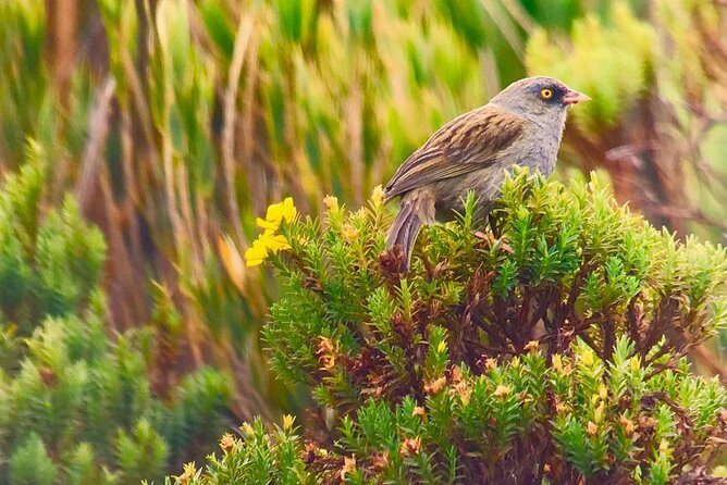 Quetzal Birdwatching Experience at San Gerardo De Dota Private Tour. - Key Points