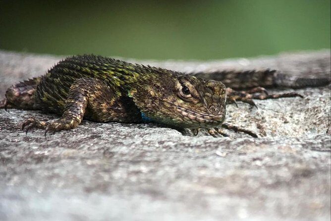 Quetzal Birdwatching Experience at San Gerardo De Dota Private Tour. - Why This Tour is Worth It