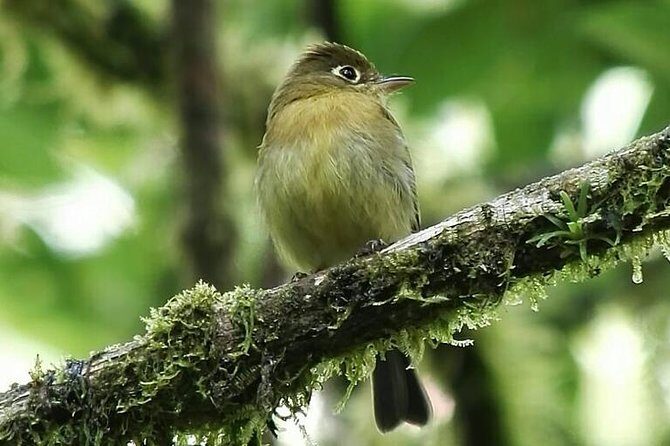Quetzal Birdwatching Experience at San Gerardo De Dota Private Tour. - FAQ