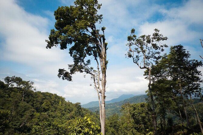 Quetzal Quest Birdwatching Adventure at Rey Tepepul Lookout - Quetzal Quest Birdwatching Adventure at Rey Tepepul Lookout