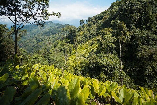 Quetzal Quest Birdwatching Adventure at Rey Tepepul Lookout - The Sum Up: Who Will Appreciate This Tour?