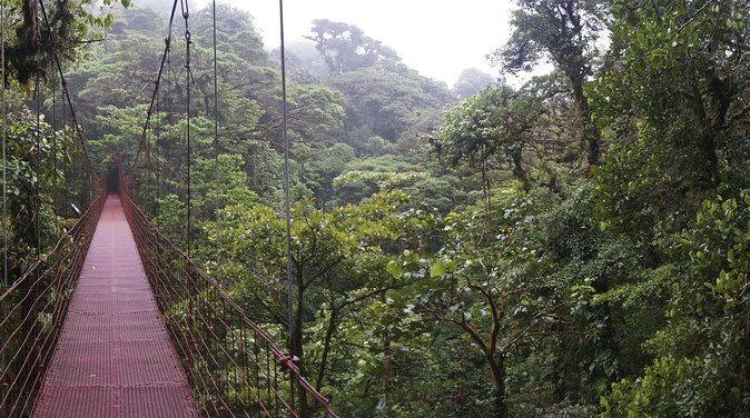 Quetzal Season Birdwatching Tour in Curicancha Cloud Forest - Key Points