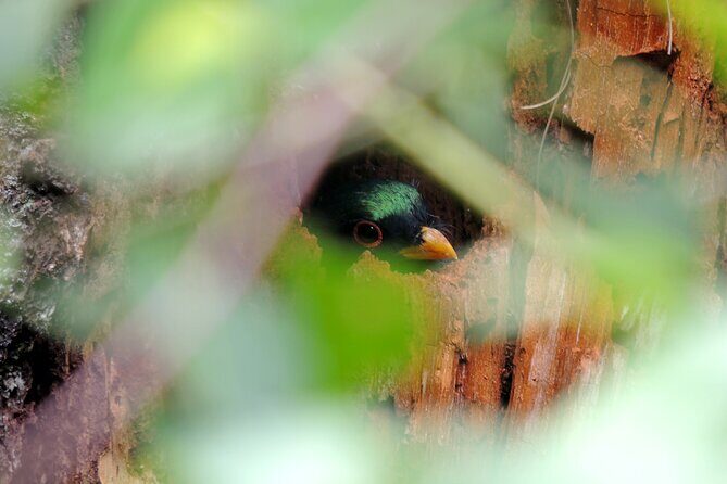 Quetzal tour on lake atitlan - Quetzal Tour on Lake Atitlán: A Birdwatching Adventure in Guatemala