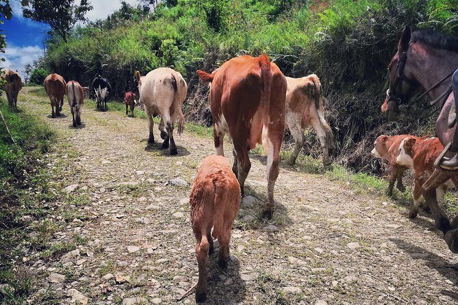 Queveri Horseback Riding Tours - A Closer Look at Queveri Horseback Riding Tours