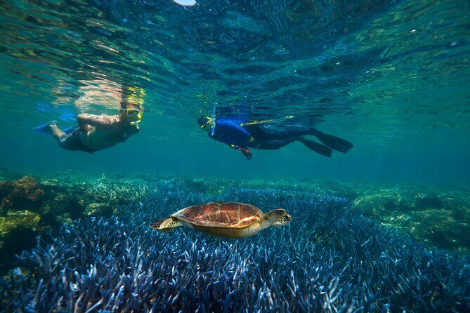 Quicksilver Great Barrier Reef Snorkel Cruise from Port Douglas - A Detailed Look at the Quicksilver Reef Tour