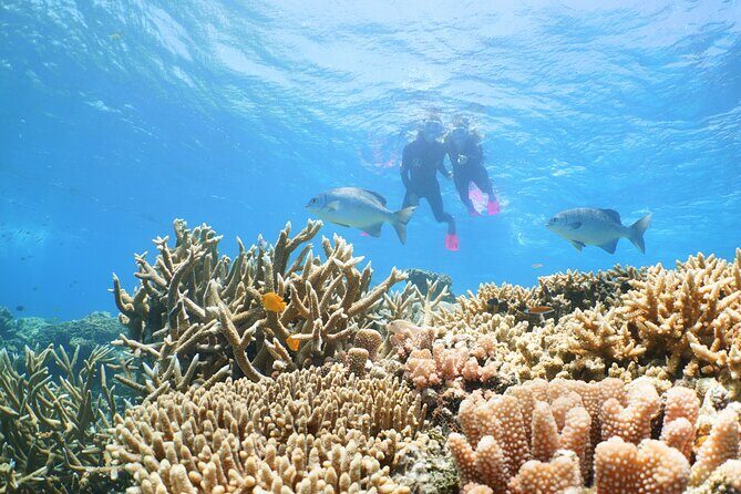 Quicksilver Outer Great Barrier Reef Snorkel Cruise from Palm Cove - Key Points