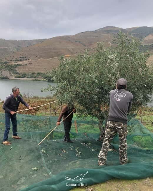 Quinta do Tedo: Olive Oil Tasting - Quinta do Tedo: Olive Oil Tasting – A Genuine Taste of Portugal