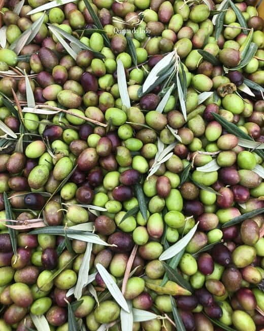 Quinta do Tedo: Olive Oil Tasting - Final Thoughts