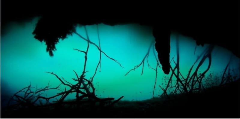 Quintana Roo: Cenote Dive - Authentic Experiences and Traveler Feedback