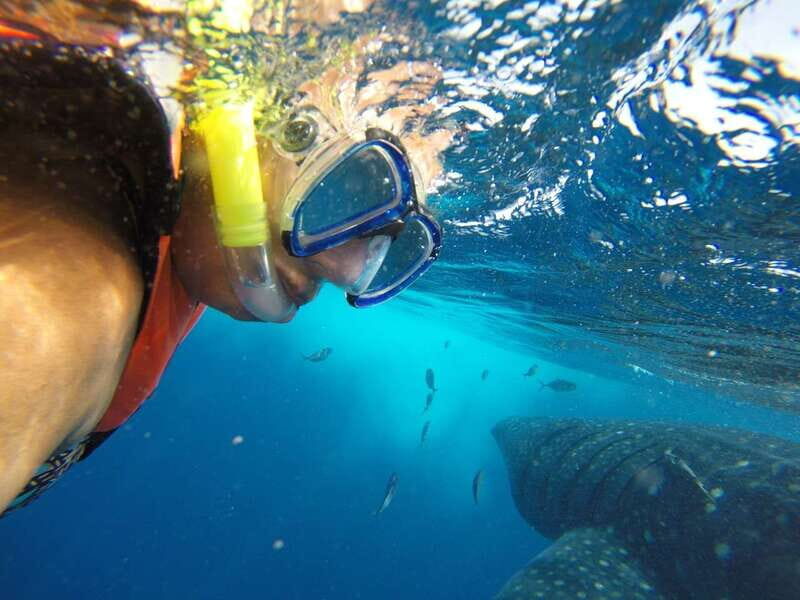 Quintana Roo: Whale Shark Swim, Private Boat Trip, and Lunch - Key Points